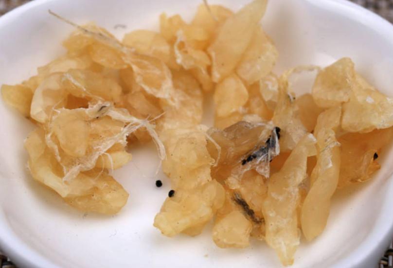 雪蛤什么季节生命力最强,雪蛤生命力