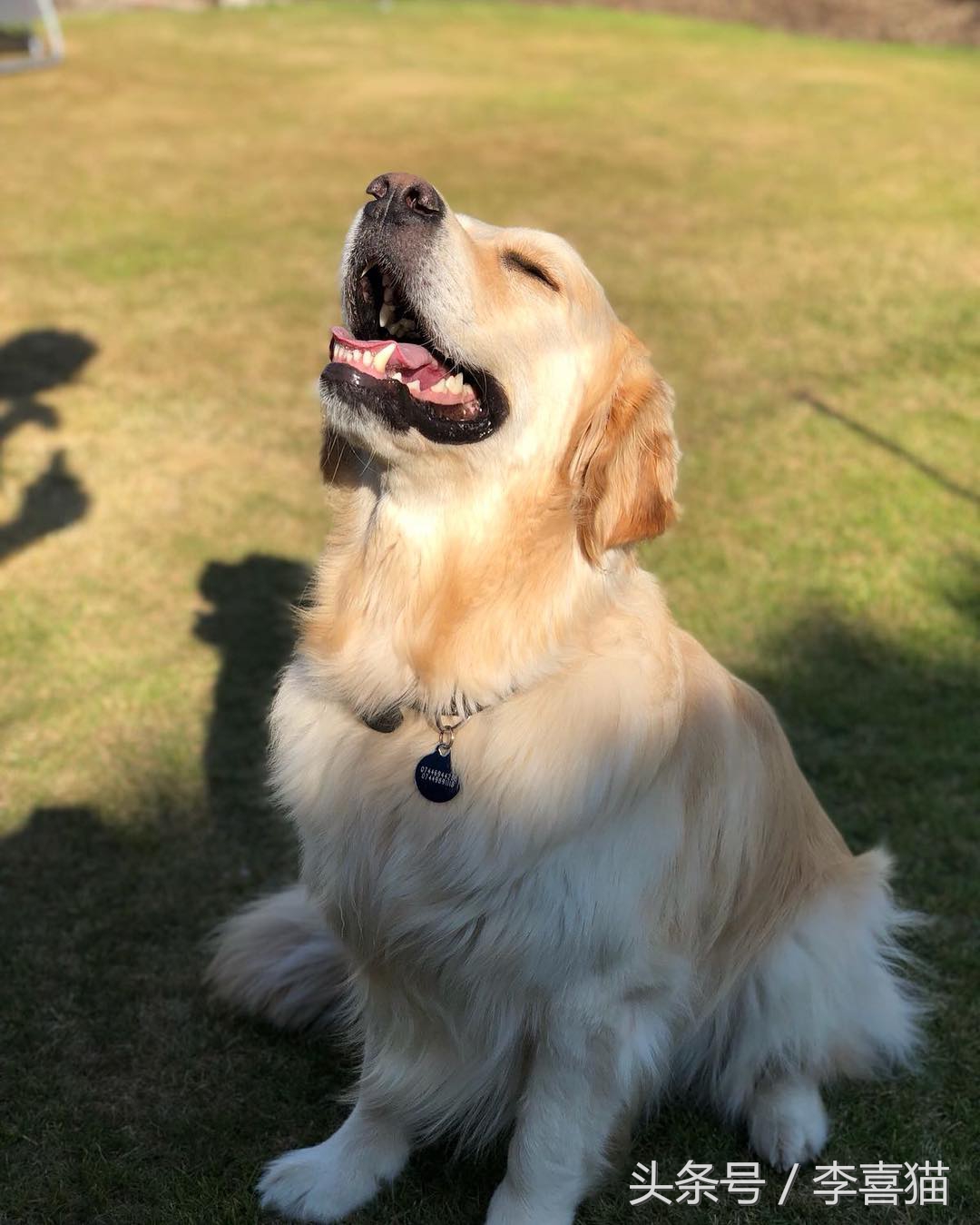 训练狗狗的正确方法和技巧,铲屎官如何正确训练狗狗