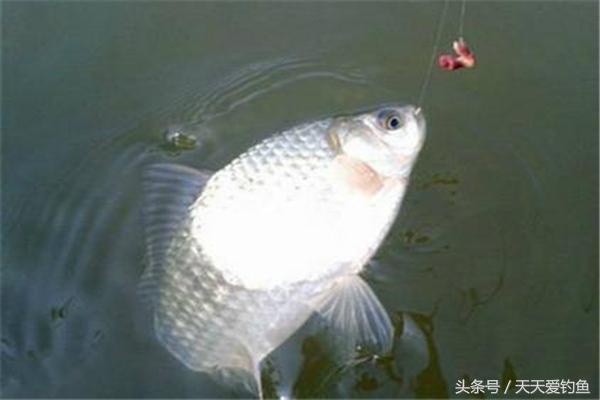 红虫蚯蚓颗粒散炮开饵及挂钩方法,串钩钓黄辣丁蚯蚓挂钩的正确方法