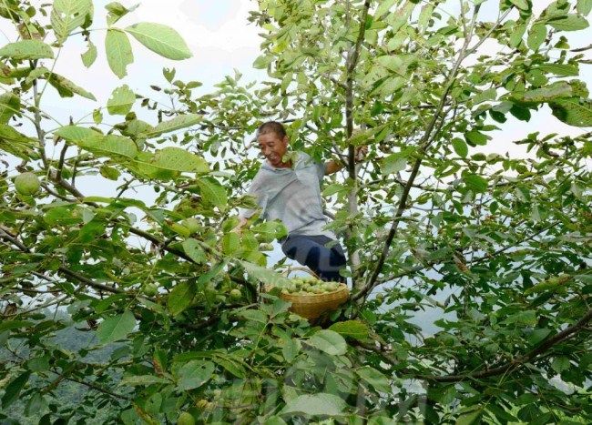 桐油怎么来的,为什么桐油不再被重视