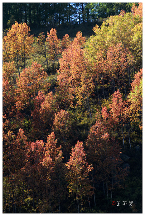 喀纳斯禾木村哪个值得去,喀纳斯禾木村白哈巴村