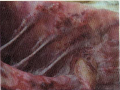 鹌鹑禽流感解剖图,鸡患禽流感症状及图片