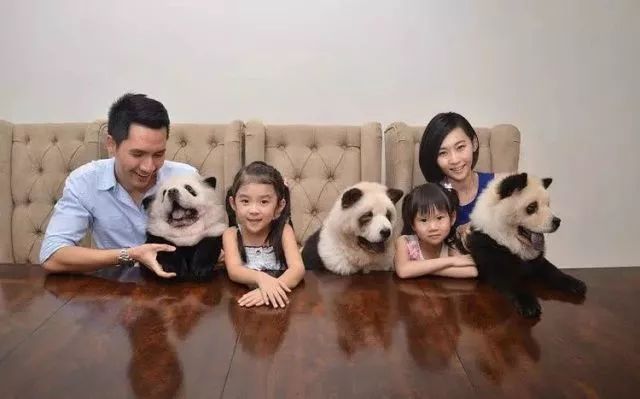 各国网友吐槽美国养大熊猫,国外养熊猫有多受欢迎