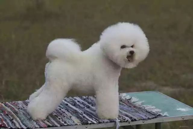 怎么看矮脚比熊幼犬的品相,如何挑选比熊幼犬