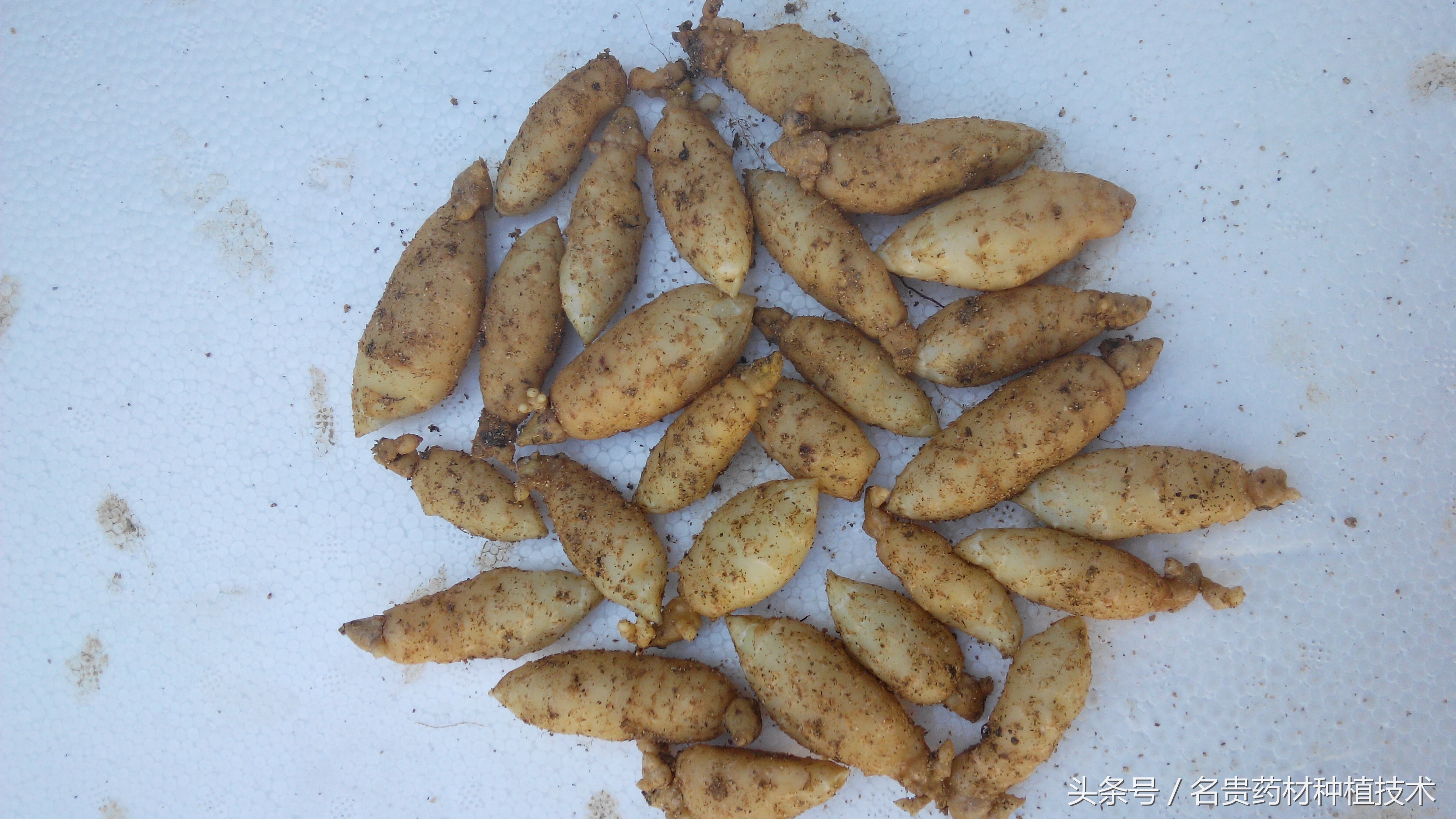 天麻种植宜昌,天麻道地药材是哪里