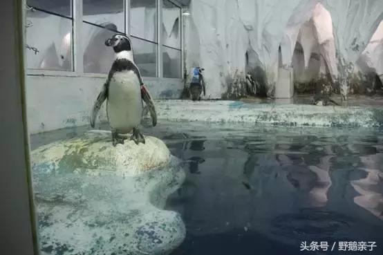 这个夏天去北京旅游好玩吗,夏天适合去的海底世界