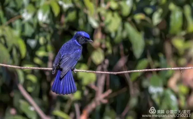 滇西拍鸟攻略,滇西观鸟的图片
