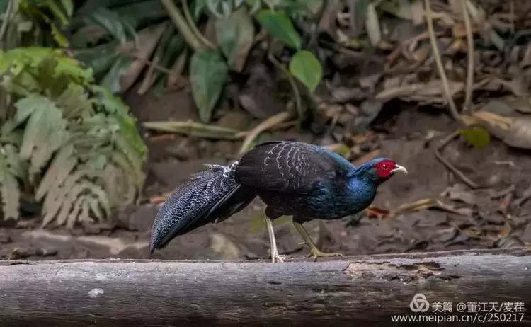 滇西拍鸟攻略,滇西观鸟的图片