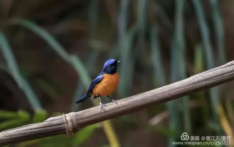 滇西拍鸟攻略,滇西观鸟的图片