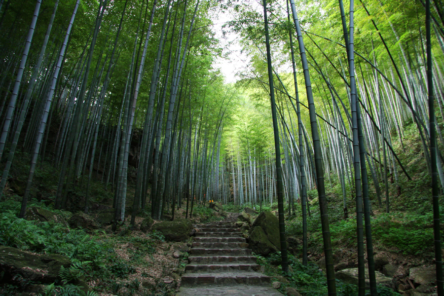 宜兴竹海和南山竹海哪个值得一去,宜兴竹海寻一方仙境嗅自然之香