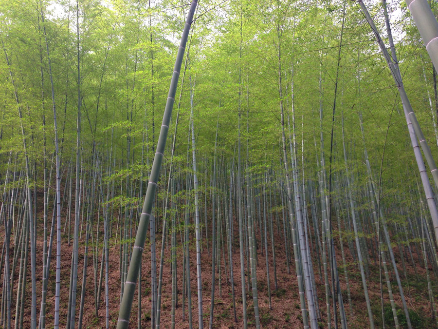 宜兴竹海和南山竹海哪个值得一去,宜兴竹海寻一方仙境嗅自然之香
