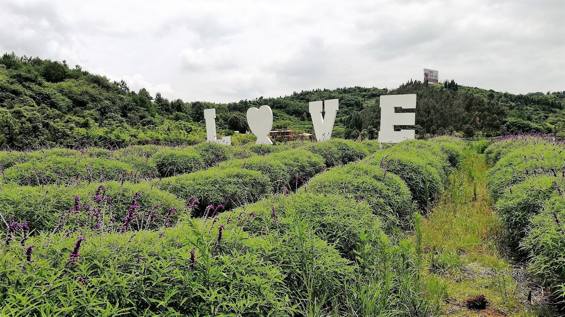 看花海，泡温泉，吃美食，这样的度假风你爱不爱？