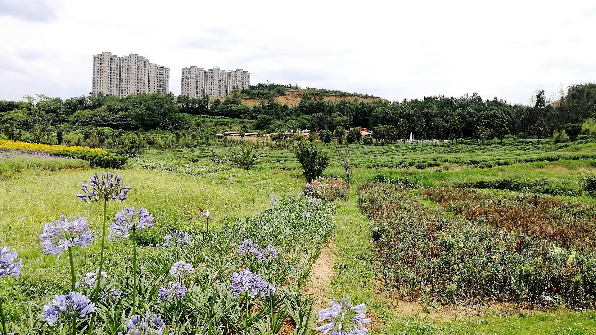 看花海，泡温泉，吃美食，这样的度假风你爱不爱？