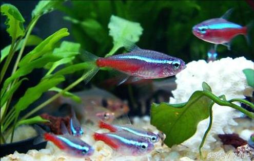 什么斗鱼和孔雀鱼可以一起养,孔雀鱼和斗鱼可以混养嘛