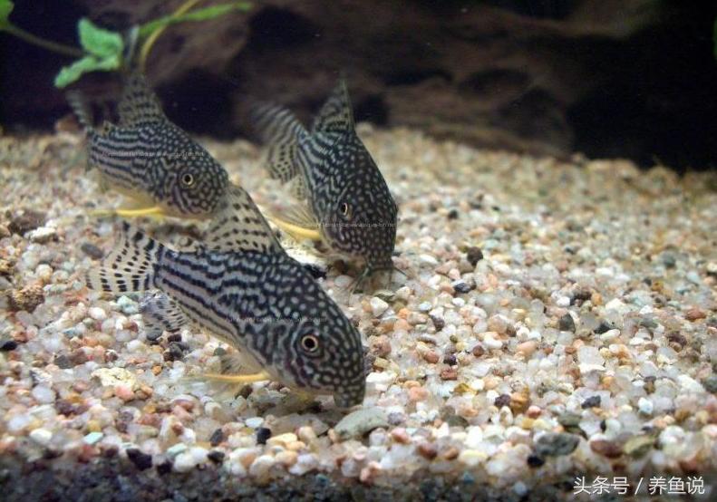 什么斗鱼和孔雀鱼可以一起养,孔雀鱼和斗鱼可以混养嘛