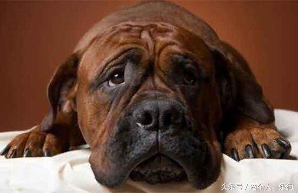 宠物在家搞破坏,狗狗在家搞破坏的视频