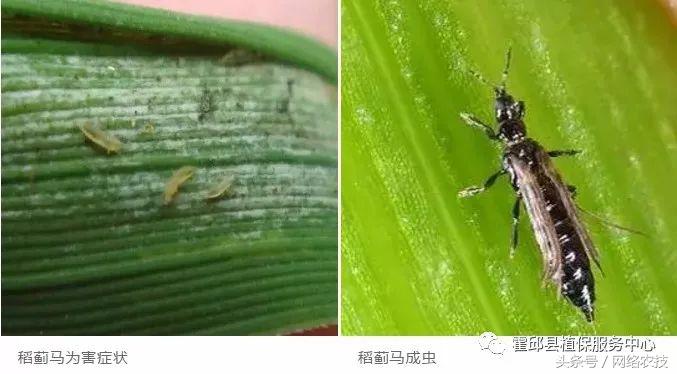 水稻叶梢发黄是不是病,水稻叶片发黄用什么药