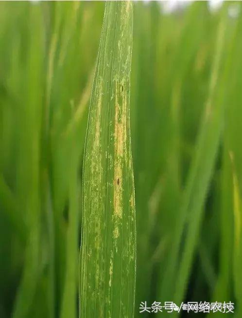 水稻叶梢发黄是不是病,水稻叶片发黄用什么药