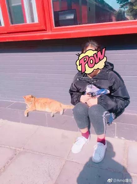 故宫的猫去世了吗,故宫的猫怎么去世的