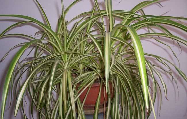 金边吊兰叶尖发黄干枯是什么原因,金鱼吊兰叶尖发黄是什么原因