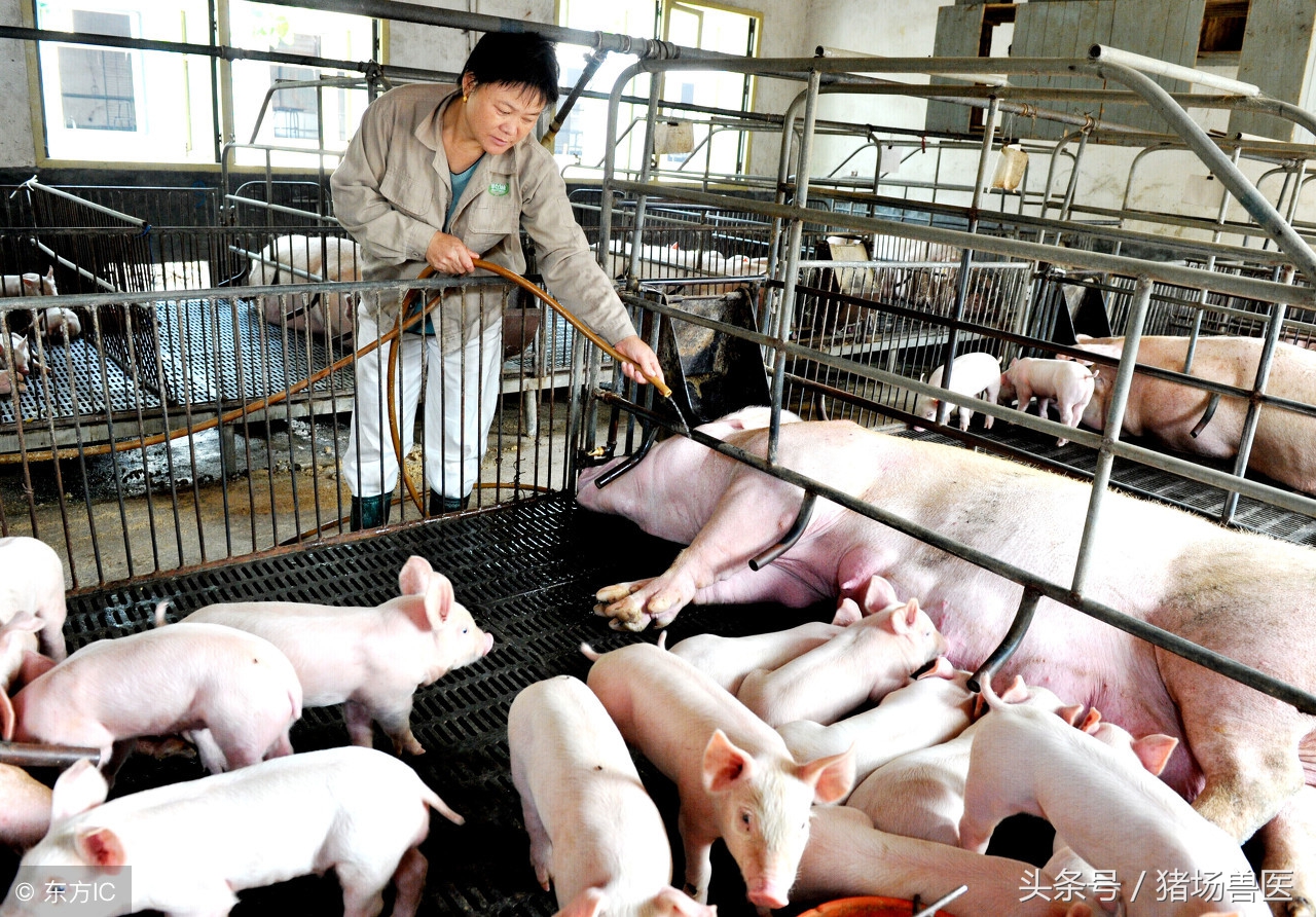 大猪反胃呕吐是什么原因,猪发烧呕吐是什么原因