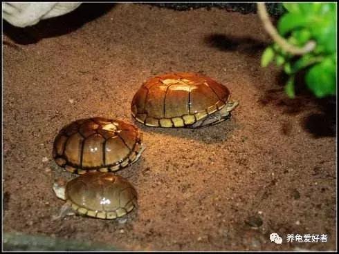 养龟的100种常见问题,新手养龟常见的坏习惯与坏心态
