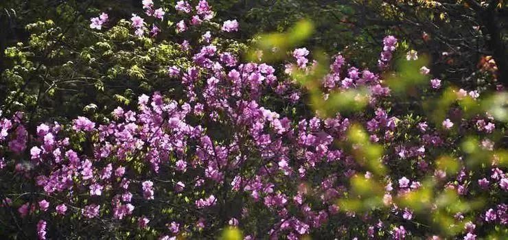 云顶草原花海,驼梁云顶草原风景