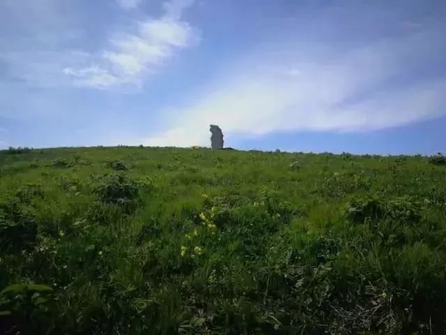 云顶草原花海,驼梁云顶草原风景