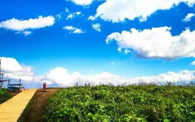 云顶草原花海,驼梁云顶草原风景