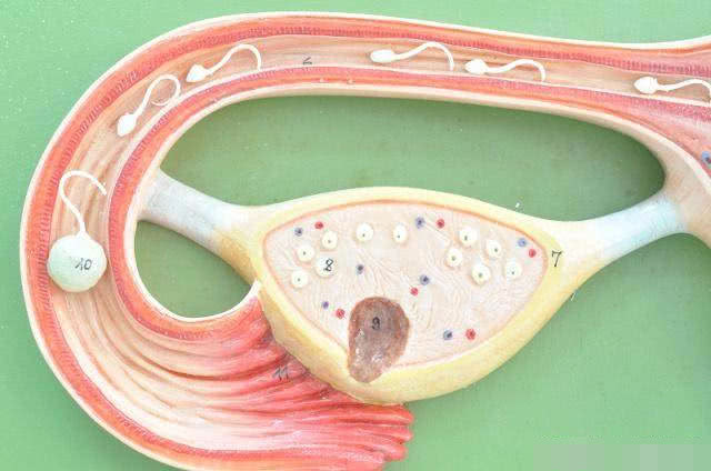 想要怀上男宝要注意什么,如果想生双胞胎备孕需要注意什么