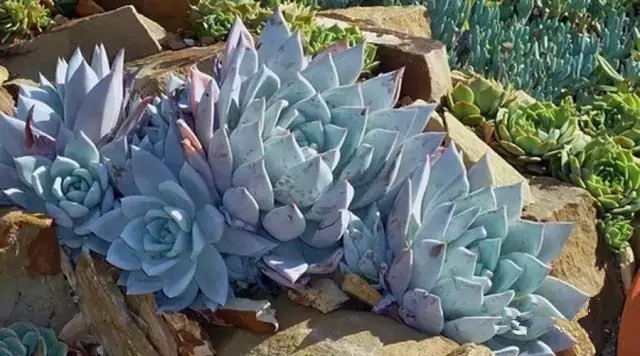 夏日多肉养花技巧图解,十二种招财多肉怎么浇水