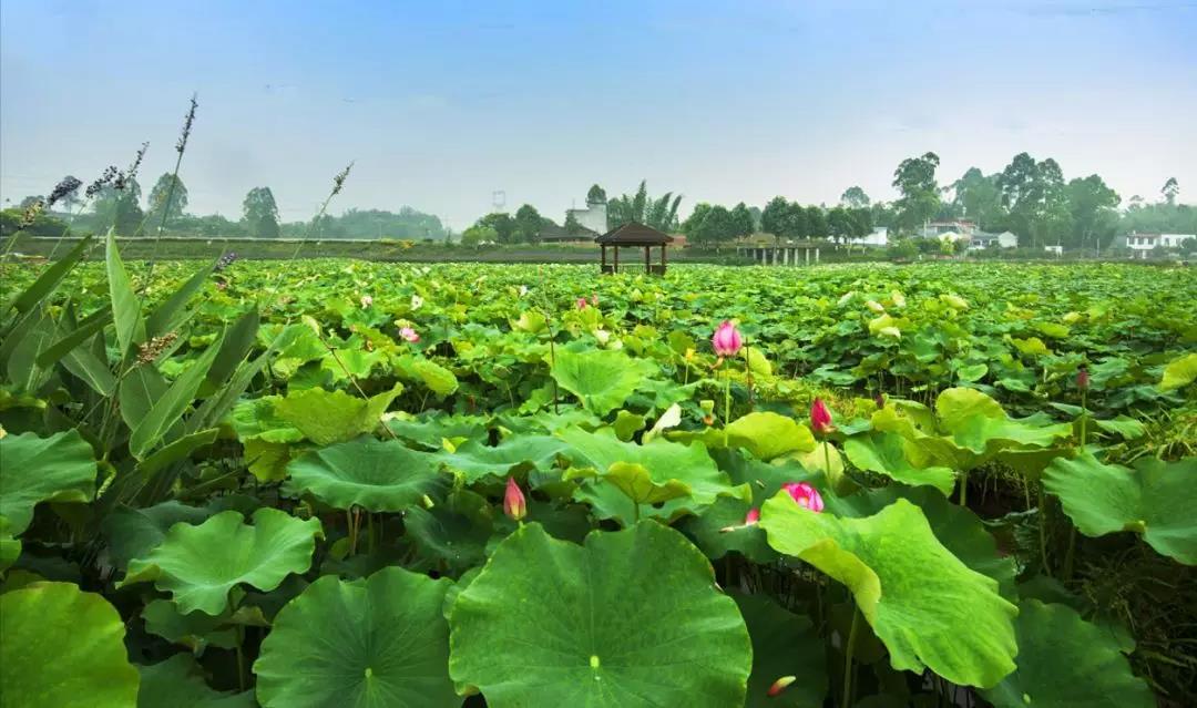 成都天府新区田园综合体,天府新区中西田园综合体项目