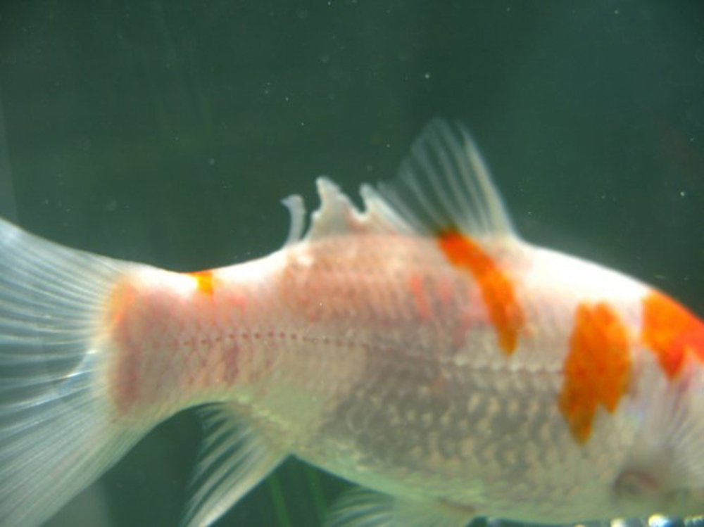 养金鱼常见的鱼病怎么治,防治金鱼生病有些啥药