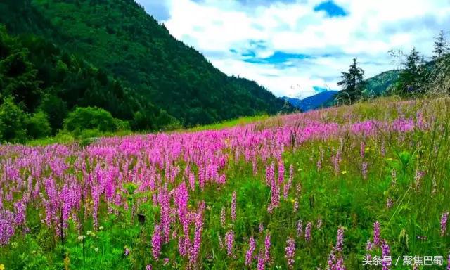 从成都出发最近的草原,成都出发4小时雪山花海