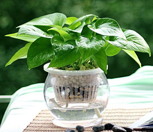 绿萝奄奄一息，简单一招，让它瞬间恢复生机！