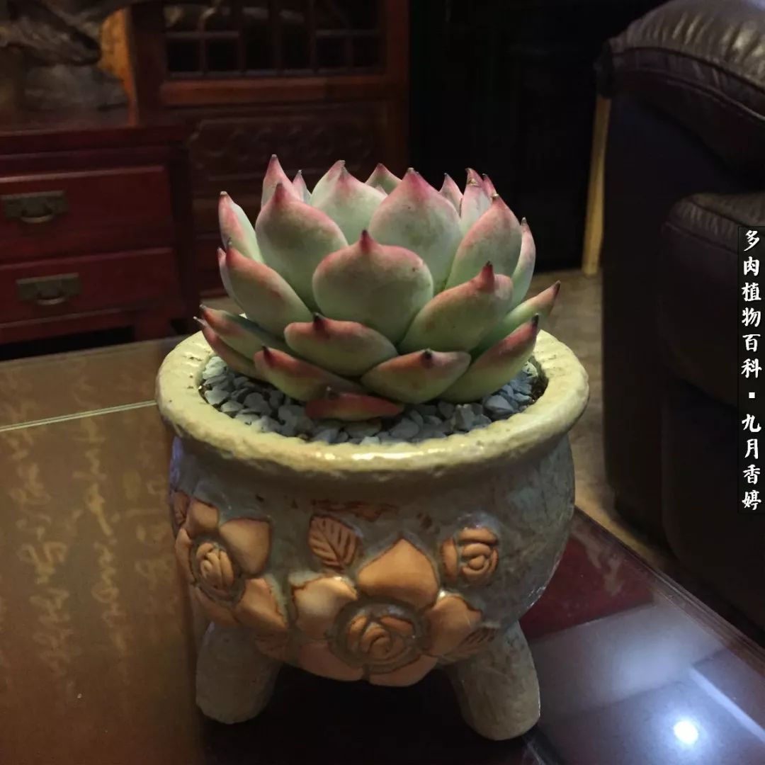 新手入坑必养多肉,刚入坑的多肉怎么养