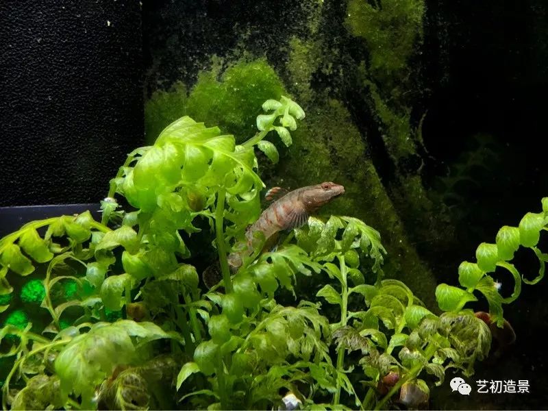 虾虎缸造景要什么过滤器,虾虎缸用什么石头造景好