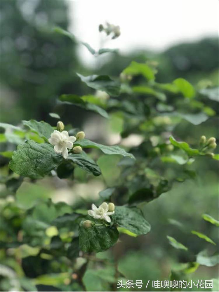 茉莉叶片发蔫卷曲怎么回事,茉莉新长的叶片卷边怎么办