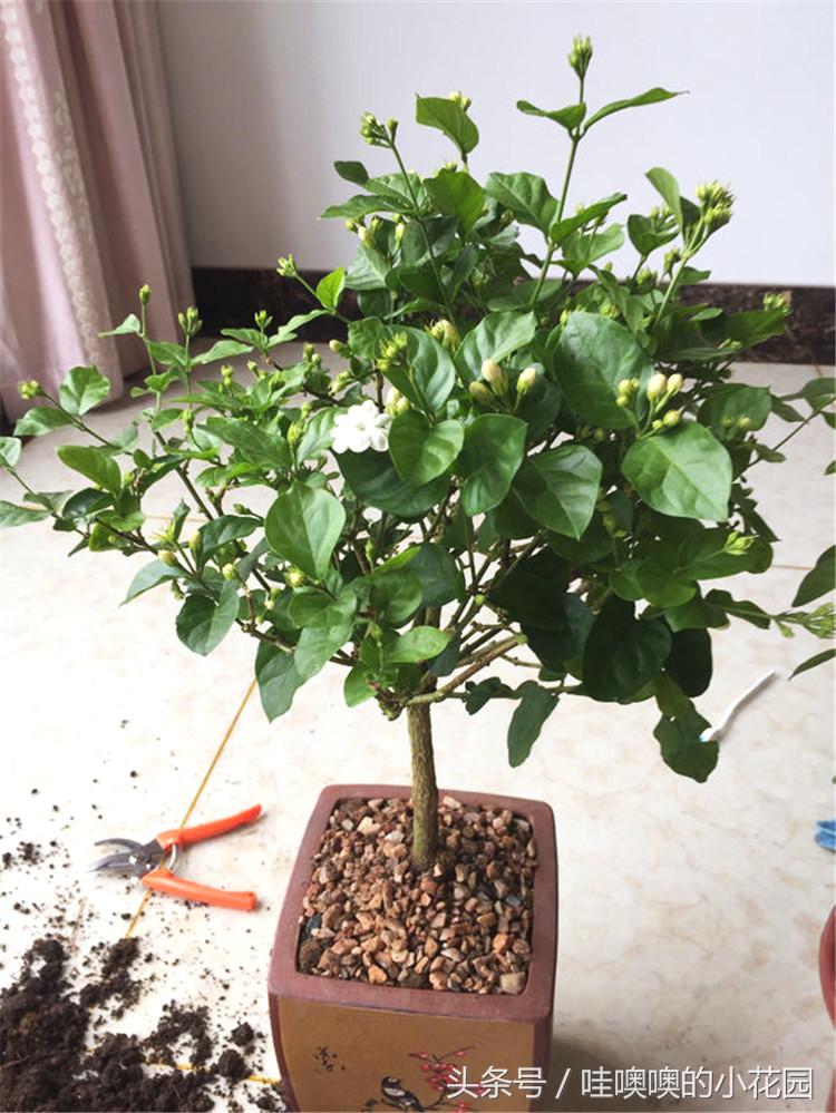 茉莉叶片发蔫卷曲怎么回事,茉莉新长的叶片卷边怎么办