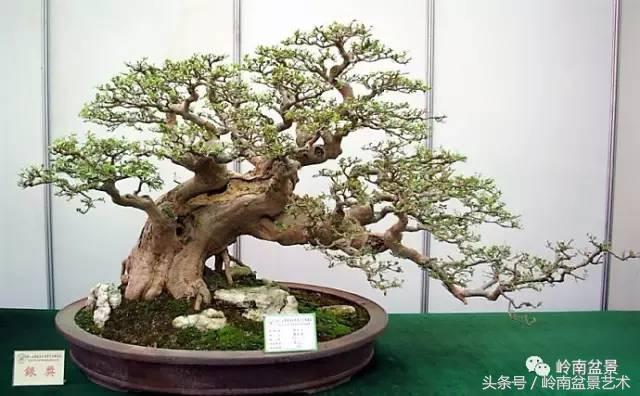 地瓜榕盆景的修剪技巧,金豆盆景修剪视频大全