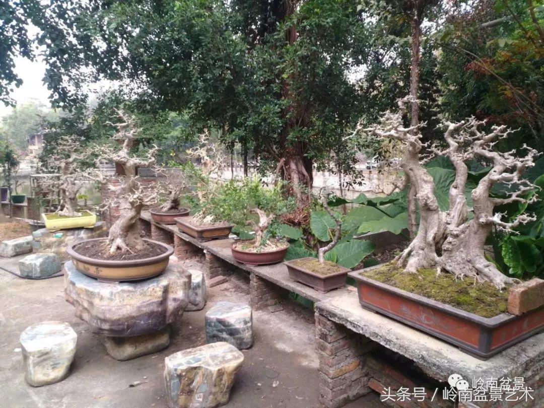 地瓜榕盆景的修剪技巧,金豆盆景修剪视频大全