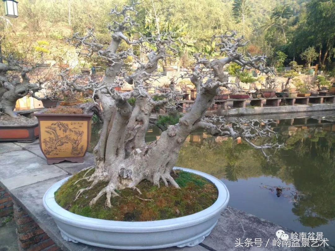 地瓜榕盆景的修剪技巧,金豆盆景修剪视频大全