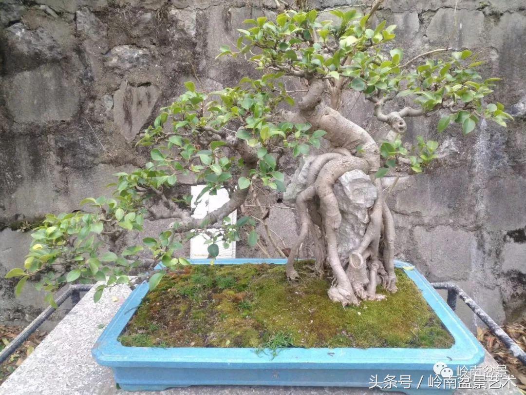 地瓜榕盆景的修剪技巧,金豆盆景修剪视频大全