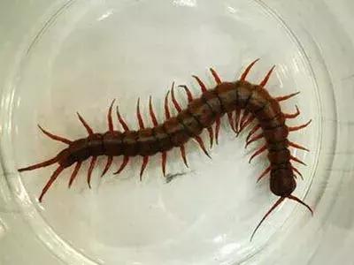 蜱虫咬人致死率多少,每年蜱虫咬人死亡率