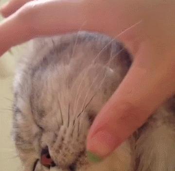 吸猫用力过猛,不小心撸掉猫胡须,为保命铲屎官急中生智