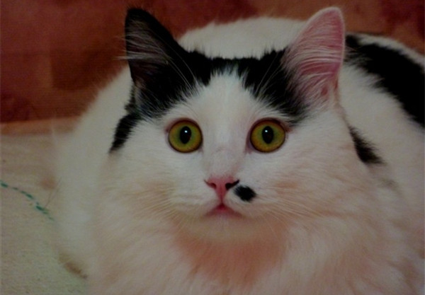 为什么要远离脖子上有痣的人,右耳朵下方脖子有痣代表什么