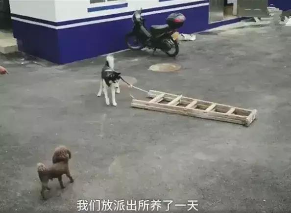 哈士奇被带到警局,哈士奇被猫教训回家后被主人教育