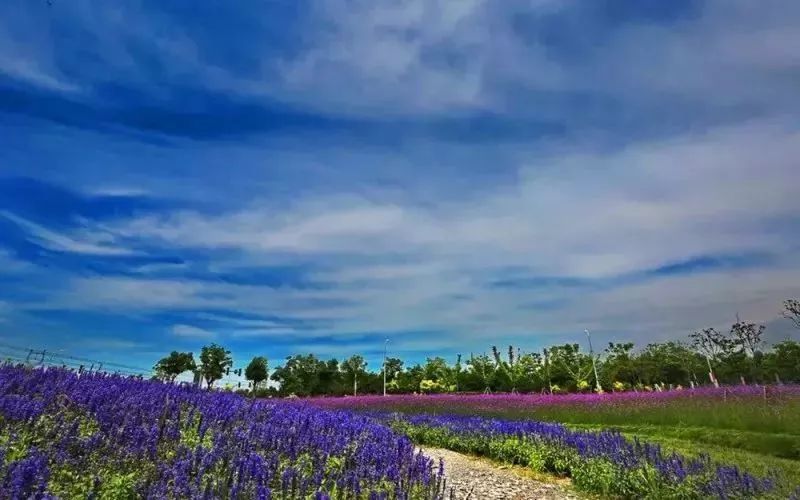 全网最好吃猪排,上海性价比最高的炸猪排