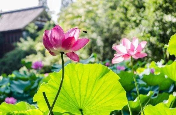 上海观景赏荷,7月赏荷花好去处