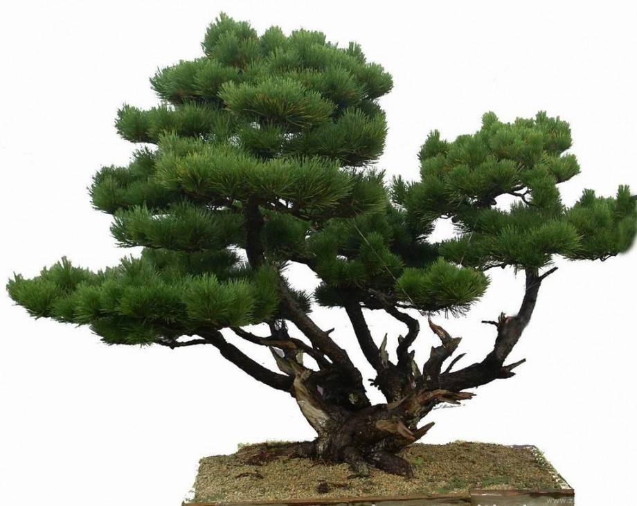 黑松丛林多杆盆景造型,肖建伟黑松盆景制作造型